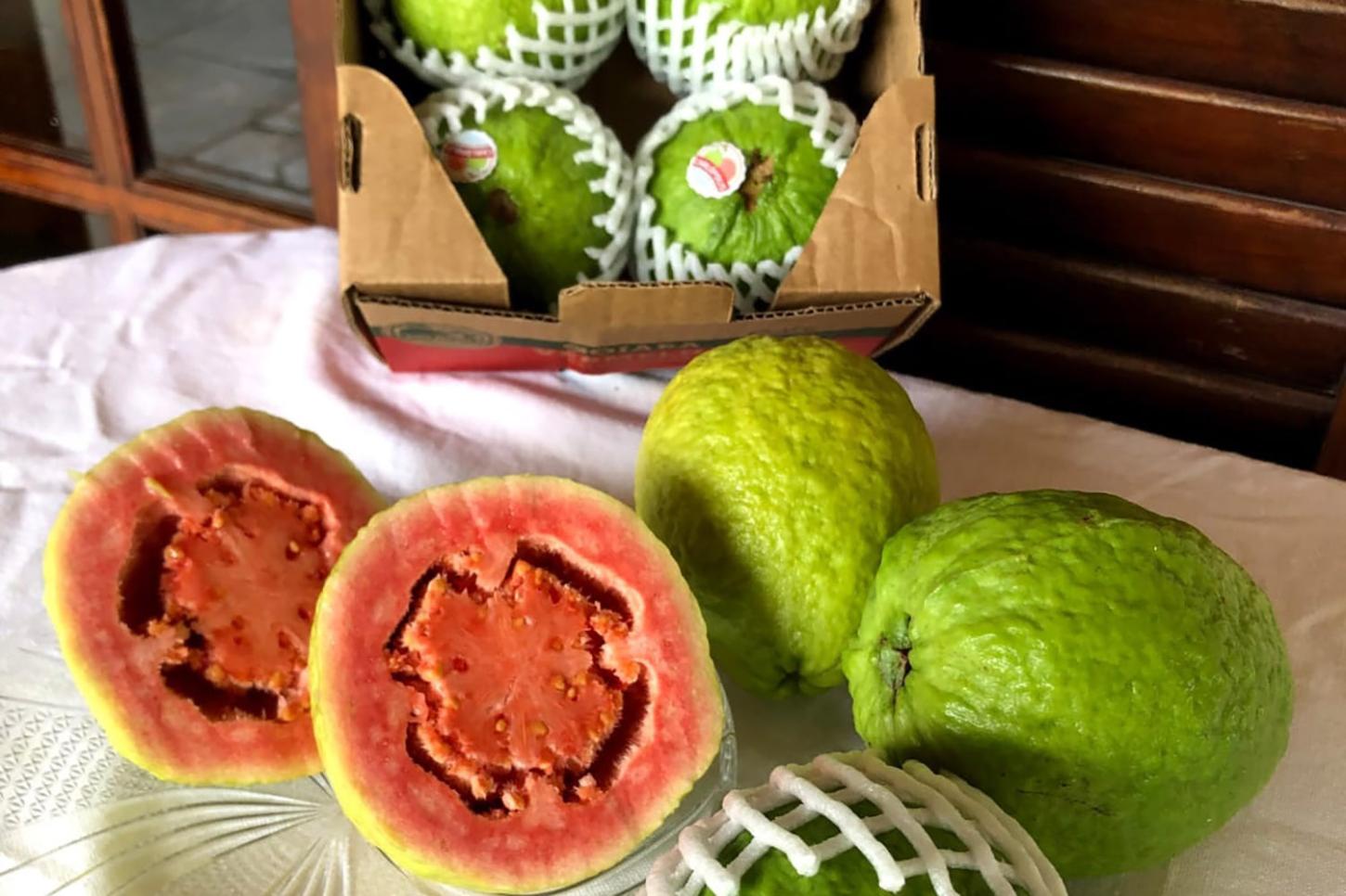 Carlópolis fez em 2025 a 1ª exportação direta de goiaba