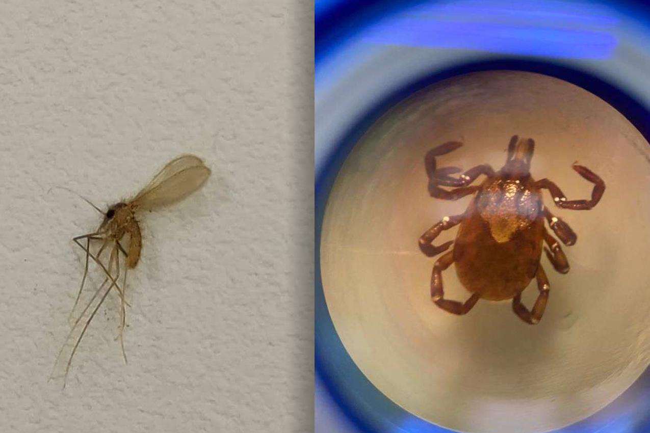 Carrapato e mosquito-palha: cuidados contra transmissores de doenças