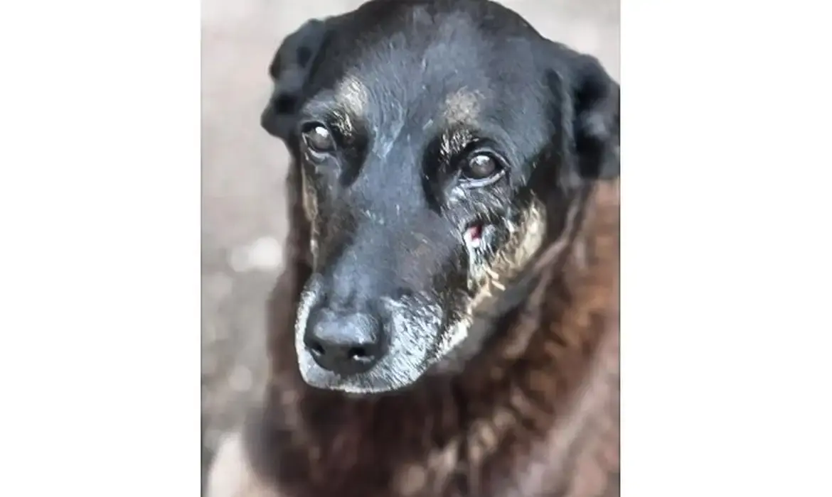 Caso Orelha: o que se sabe até agora sobre a morte do cão em SC