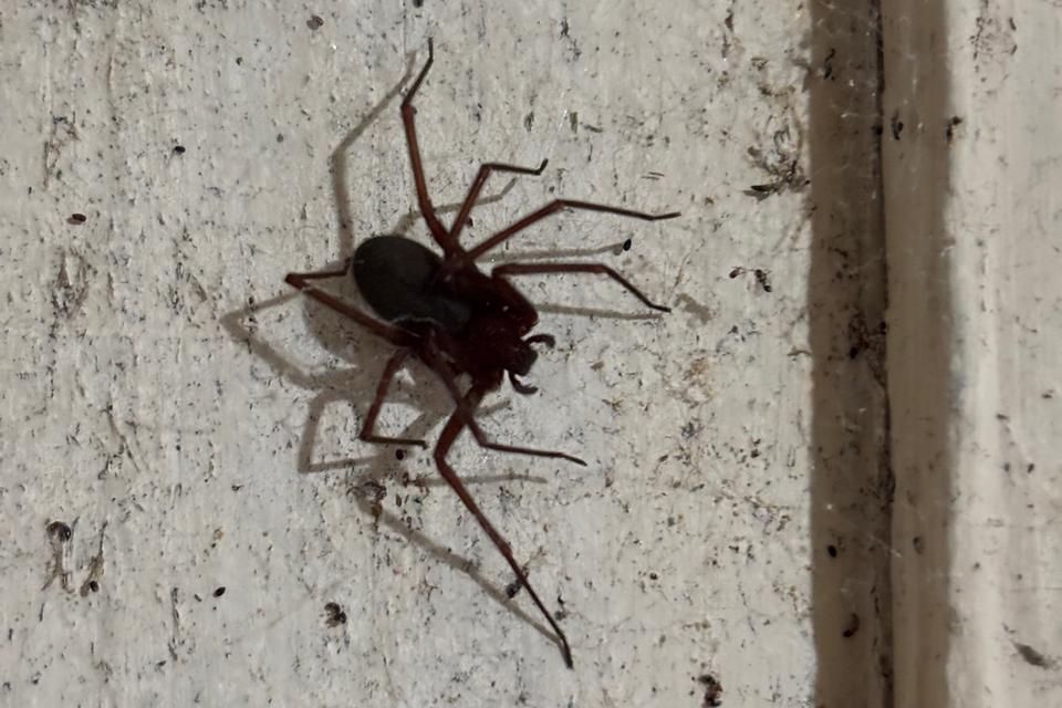 Paraná contabiliza mais de 28 mil acidentes com aranhas entre 2023 e 2025