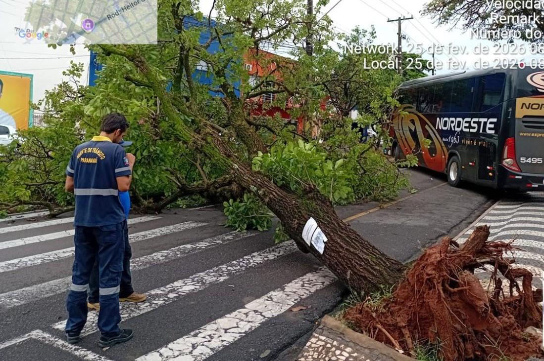 90% das árvores que caíram no vendaval de 2025 estavam com raízes cortadas