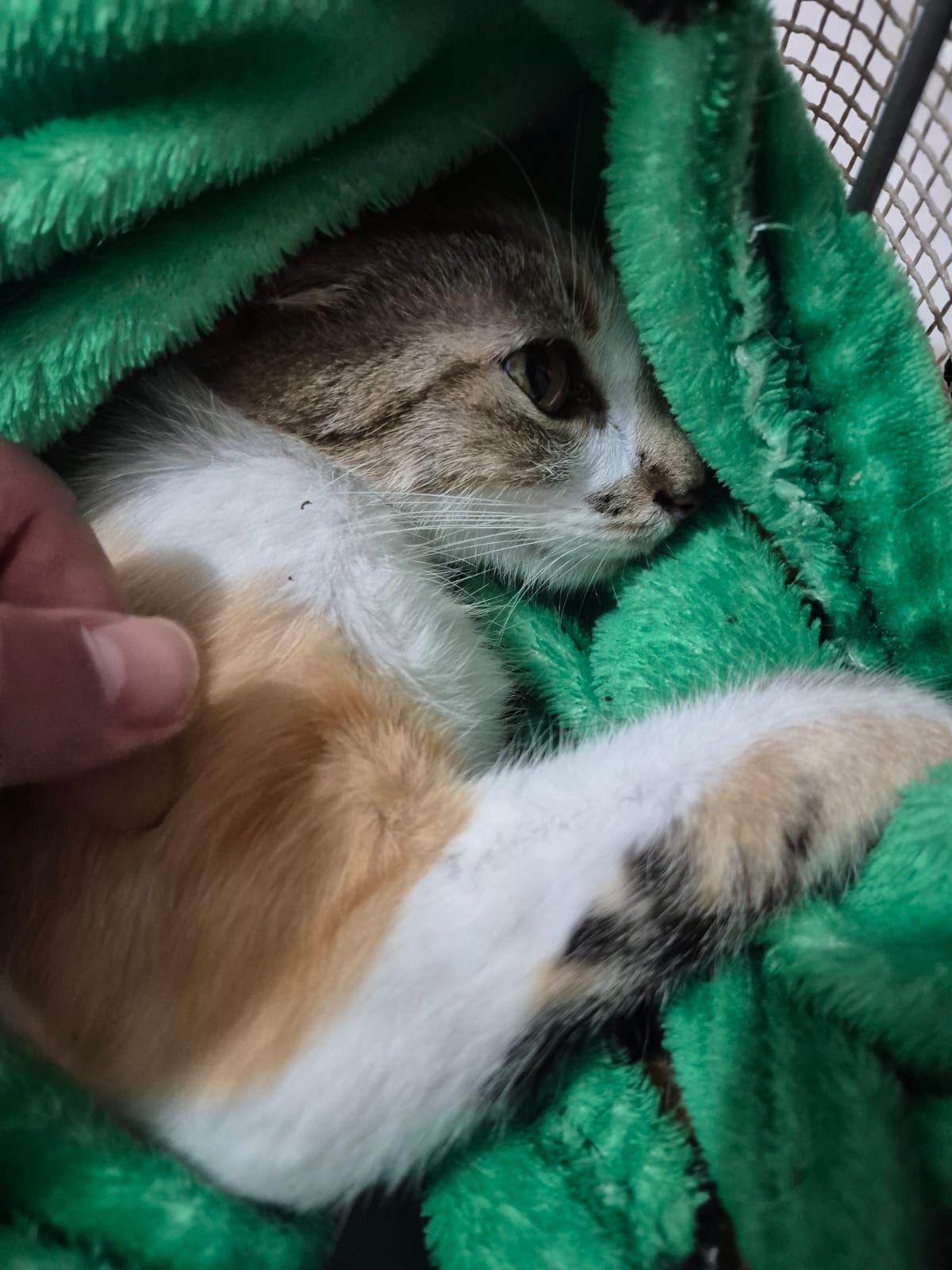 Mulher é presa após arremessar gata do 12º andar de prédio em Curitiba