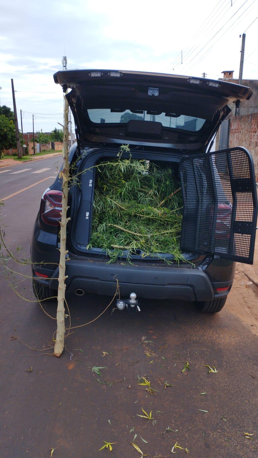 PC apreende pé de maconha com 2,5 metros de altura, em Mirador