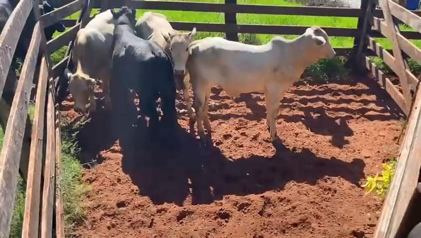 Gado roubado em Loanda é localizado em Amaporã