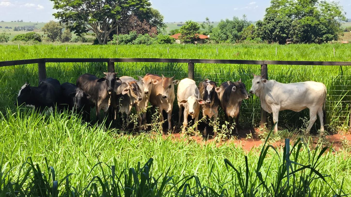 Mais 10 cabeças de gado furtadas são recuperadas na Região Noroeste