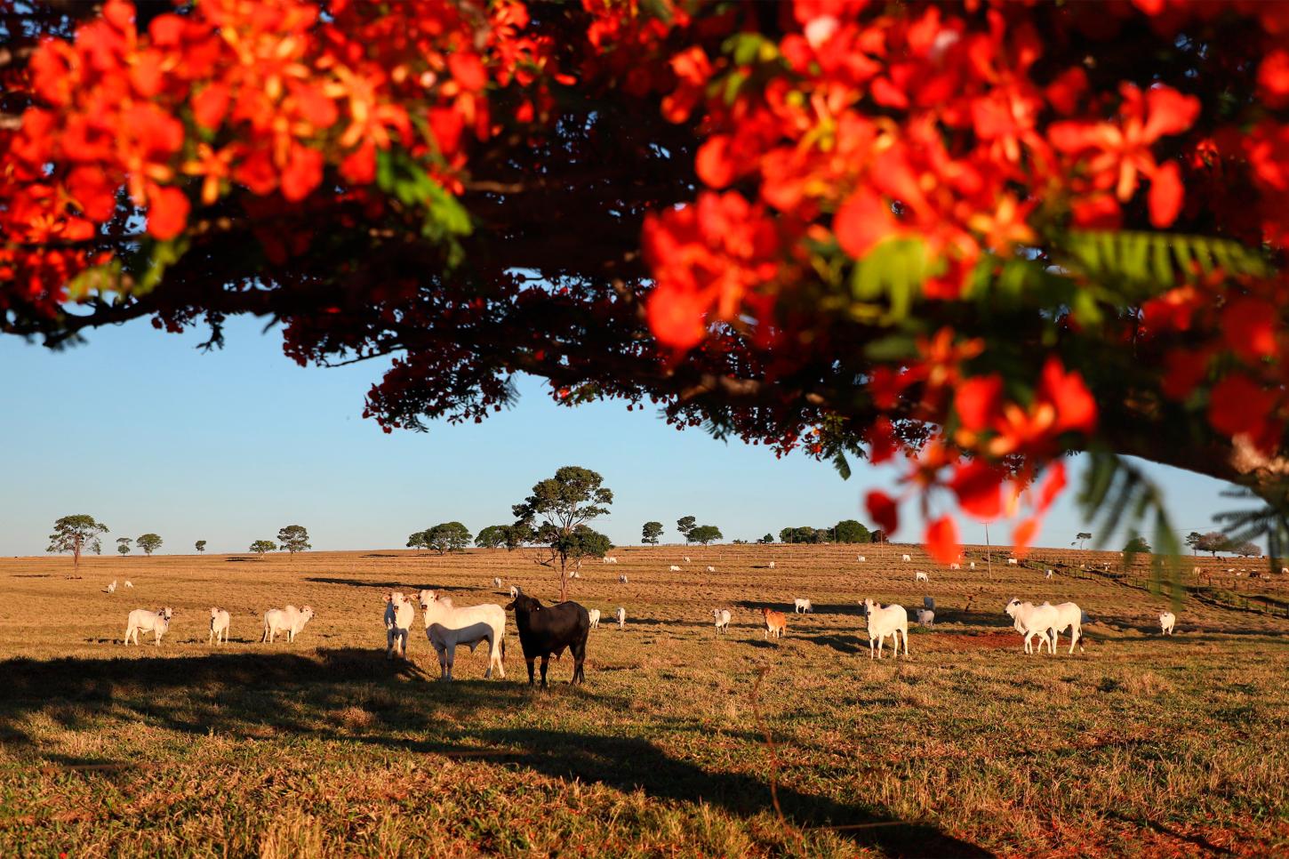 Ao atualizar o cadastro, produtor contribui diretamente com a saúde animal 