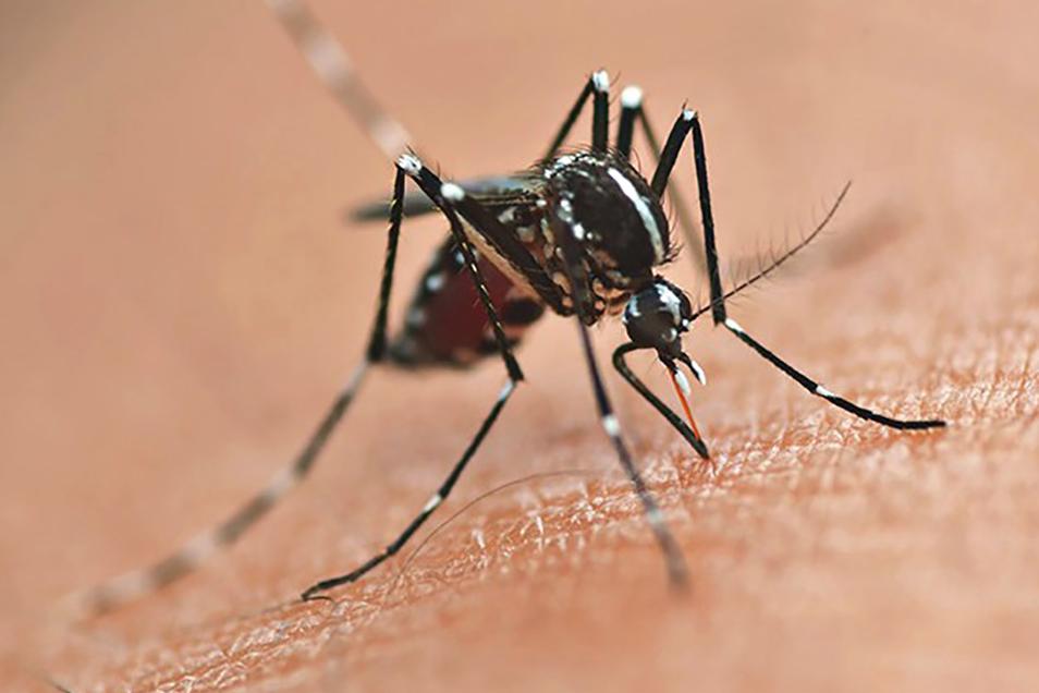 Regiões Norte e Noroeste são as que mais possuem casos registrados de dengue